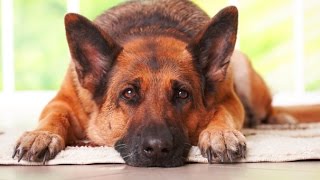 Watch The World's Most Funny Dog Videos Video
