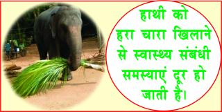 Watch Evil Destroyer Lord Ganesha. #acharyaanujjain à¤—à¤£à¥‡à¤¶ à¤œà¥€ à¤¹à¥‹à¤‚à¤—à¥‡ à¤ªà¥à¤°à¤¸à¤¨à¥à¤¨, à¤•à¤°à¥‡ à¤¯à¥‡ à¤‰à¤ªà¤¾à¤¯à¥¤ Video