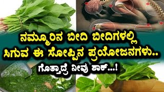 Watch Top 10 Palak health benefits secrete behind palak | every one must watch video Top Kannada TV Video