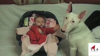 Watch Top 10 Funny Baby Videos 2017 - Top Funny Dogs And Children Funny Videos with your kids Video