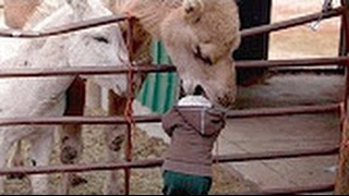 Watch Top 10 Funny Videos 2017 - Latest Top Funny Video 2016 - Top funny WhatsApp videos 2016 Video