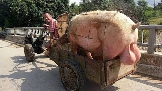 Watch Top World most Funny Video - Best Funny Videos 2017 || Best Whatsapp Funny Videos 2017 || Video