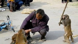 Watch Top 10 funny monkey videos 2017 - Crazy Monkey and Man Fight - Funny Monkey Videos Video