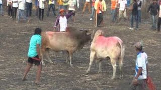 Watch 2017 Bull Fighting Funny Videos - Sankranthi festival - Latest Funny Videos Video