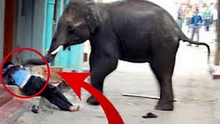 Watch The elephant killed a man - elephant attack new 2017 - Top Funny Videos Video