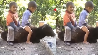 Watch Top Whatsapp Funny Videos 2017 - New indian funny videos - Best Funny Indian Fail Compilations Video
