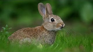 Watch Ultimate A Funny And Cute funny Rabbit Videos - Funny rabbit fails - top 10 funny videos Video