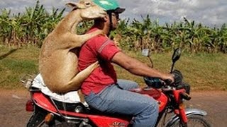Watch Whatsapp Funny Videos Most Viral Part 10 | Whatsapp Most Funny Videos 2017 |  Funny Prank Videos | Video