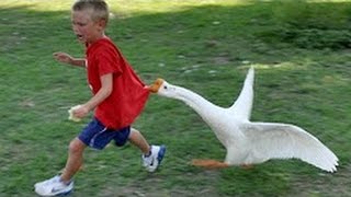 Watch Whatsapp Funny Videos Most Viral Part 13 | 2017 Whatsapp Funny Videos | Funny Prank Videos | Video