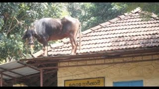 Watch Whatsapp Funny Videos Most Viral Part 27 | Funny Chinese Videos | Top 10 Funny Videos | Funny Vines Video