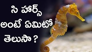 Watch à°¸à°¿ à°¹à°¾à°°à±à°¸à± à°…à°‚à°Ÿà±‡ à°à°®à°¿à°Ÿà±‹ à°¤à±†à°²à±à°¸à°¾ ? | What is Sea Horse | Unknown Facts about seahorse Video