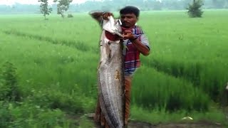 Watch Amazing Sea Fish Fry with friends Big Fish fishing and Cooking in Native Place #Tasty Food Video