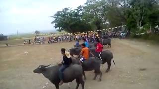 Watch Buffalo race Video
