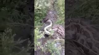 Watch Python Swallowing Jackal in Bahraich Video