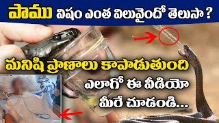 Watch à°ªà°¾à°®à± à°µà°¿à°·à°‚ à°ªà±à°°à°¾à°£à°¾à°²à± à°•à°¾à°ªà°¾à°¡à±à°¤à±à°‚à°¦à°¿ | Snake Poison Protects Lives | Telugu Health Tips | Top Telugu TV Video
