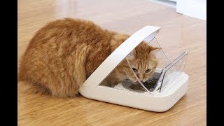 Watch 10 Things Your Cat Wants On Amazon Video