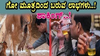 Watch Amazing benefits of Cow Urine | Useful Video Must Watch | Top Kannada Health Tips | Kannada Video