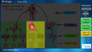 Watch Introduction to Tissues Video