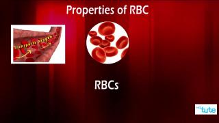 Watch Why is Blood Red? Video