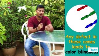 Watch Color Blindness Test Video