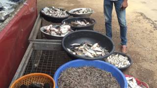 Watch Fresh Fish in Kerala - Fish Vendors of  Kerala | Indian Street Food Video