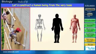 Watch Animal Tissues & Types Video