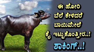 Watch à²ˆ à²¹à³‹à²°à²¿à²¯ à²¬à³†à²²à³† à²Žà²·à³à²Ÿà³ à²—à³Šà²¤à³à²¤à²¾ à²•à³‡à²³à²¿à²¦à²°à³† à²¸à³à²¸à³à²¤à²¾à²—à³à²¤à²¿à²° | Amazing Bullock price | Top Kannada TV Video