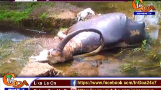 Watch VALPOI RESIDENTS IN FURY OVER DEATHS OF CATTLE DUE TO CHEMICAL WASTE FROM NEARBY FACTORIES Video
