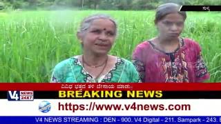 Watch Paddy cultivation and  Traditional life in Sullia Video