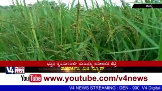 Watch High profit Paddy crop and it's Model for Socity in Kinnigoli Video