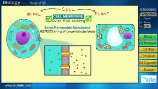 Watch Components of Cell | Letstute Video