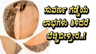 Watch Benefits of Elephant foot (suvarna gadde) | Kannada Health Videos | Top Kannada TV Video