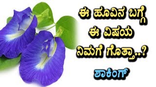 Watch à²ˆ à²¹à³‚à²µà²¿à²¨ à²°à²¹à²¸à³à²¯ à²¤à²¿à²³à²¿à²¦à²°à³† à²¶à²¾à²•à³ à²†à²—à³à²¤à³€à²° | Amazing Benefits of Shankhpushpi | Top Kannada TV Video
