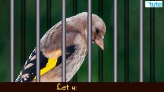 Watch Animlas speak for the first time | Value Education | Letstute Video