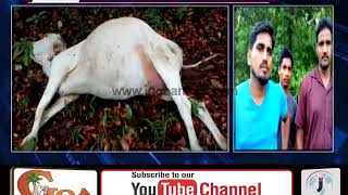 Watch DEATH OF 5 CATTLE DUE TO ELECTRIC SHOCK AT POINGUINIM Video