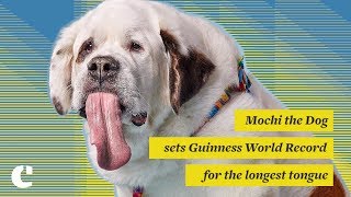 Watch Mochi the Dog sets Guinness World Record for the longest tongue Video