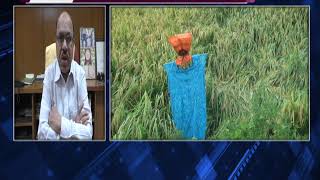 Watch WILL GOA FARMER FACE CRISES DUE TO RAIN Video