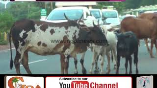 Watch Will Stop 'Stray Cattle Fund' if Panchayat & Municipality Don't Act: Mauvin Video