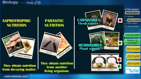 Watch Modes of Nutrition | Letstute Video