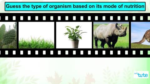 Watch Quiz time- Modes of Nutrition | Letstute Video