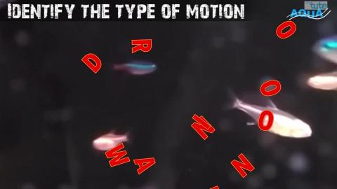 Watch Quiz time- Motion | Letstute Video