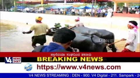 Watch Moodabidre Jodukere kambala .Opposition by the Animal Welfare Board.! Video