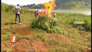 Watch Excise Police Destroys Ganja Farming In Visakha Agency | iNews Video