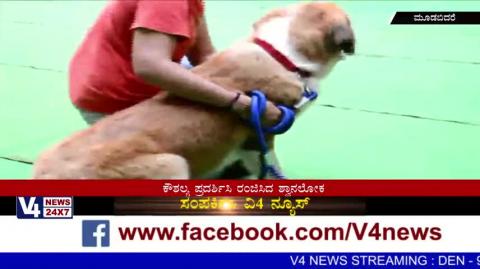 Watch "Dog show & Cat show" held in Alva's Nudisiri at Moodbidre Video