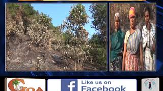 Watch Cashew Plantation In Sonshi Valpoi Gutted In Fire; Locals Suspect Mining Company Behind The Act Video
