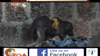 Watch Acid Attack on Dog: Even After 8 Days Old Goa Police Fail To Act On The Complaint Video