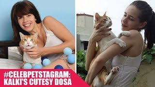 Watch #CelebPetstagram: Kalki Koechlin and her paw-dorable cat will melt your heart Video