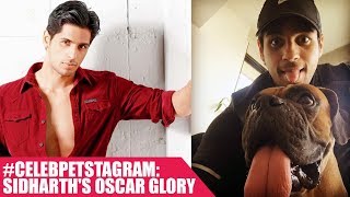 Watch Celeb Petstagram: Meet Sidharth Malhotra's pet dog Oscar Video