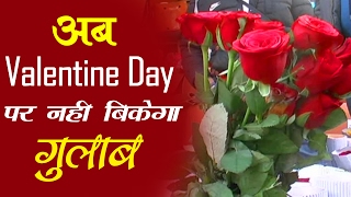 Watch VALENTINES DAY !! Love birds go Rose-less due To Demonetization ||  No buyers for Roses Video