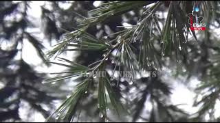 Watch Rain ends dry spell in Jammu, fresh snowfall on higher reaches Video